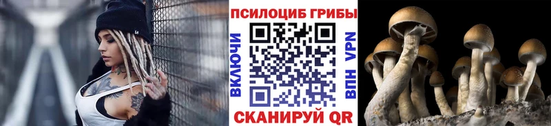 mega зеркало Цивильск Псилоцибиновые грибы Cubensis